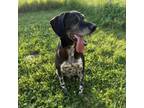 Adopt Scotch a German Shorthaired Pointer, Black Labrador Retriever