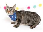 Adopt Asher a Domestic Short Hair