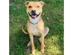 Adopt Diesel a Pit Bull Terrier, Mixed Breed