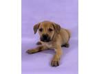 Adopt Rusty a Rhodesian Ridgeback, Mixed Breed