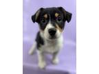 Adopt Thumper a Cardigan Welsh Corgi, Mixed Breed