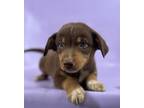 Adopt Caleb a Border Collie, Mixed Breed