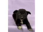 Adopt Colt a Border Collie, Mixed Breed