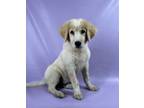 Adopt Axle a Great Pyrenees, Mixed Breed