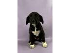 Adopt Nate a Flat-Coated Retriever, Mixed Breed
