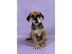 Adopt Raptor a Rhodesian Ridgeback, Mixed Breed