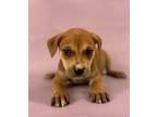 Adopt Ridley a Rhodesian Ridgeback, Mixed Breed