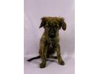 Adopt Willy a Dutch Shepherd, Mixed Breed
