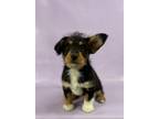 Adopt Thomas a Cardigan Welsh Corgi, Mixed Breed