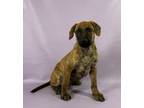 Adopt Wayne a Dutch Shepherd, Mixed Breed