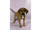 Adopt Swanson a Rhodesian Ridgeback, Mixed Breed
