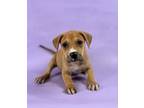 Adopt Rain a Rhodesian Ridgeback, Mixed Breed