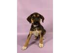 Adopt Jamie a German Shepherd Dog, Mixed Breed