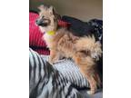 Adopt Papi a Papillon