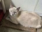 Adopt Neptune a Siamese