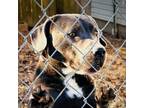 Adopt Silver a Labrador Retriever, Mixed Breed