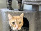 Adopt Loki a Domestic Short Hair