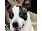 Adopt Windsor a Pit Bull Terrier, Boston Terrier
