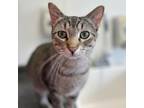 Adopt Comet a Domestic Short Hair