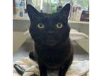 Adopt Bugs a Domestic Short Hair