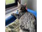 Adopt Bucky a Domestic Short Hair