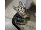 Adopt Marcus a Domestic Short Hair