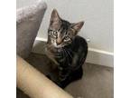 Adopt Lester a Domestic Short Hair