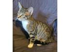 Adopt Cheerio a Domestic Short Hair