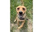 Adopt Ben a Mixed Breed