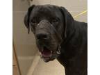 Adopt Dan a Great Dane