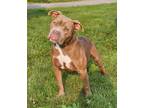 Adopt Billy a Pit Bull Terrier