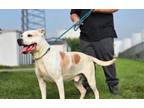 Adopt Jack a Pit Bull Terrier