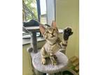Adopt Dillon a Domestic Short Hair