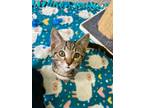 Adopt Tony a Domestic Short Hair