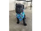 Adopt Felix a Mastiff, Mixed Breed