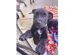 Adopt Fabio a Mastiff, Mixed Breed