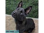 Adopt Ducky a German Shepherd Dog