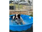Adopt Reggie a Pit Bull Terrier, Boston Terrier