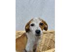 Adopt August a English Shepherd, Australian Cattle Dog / Blue Heeler