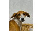 Adopt Reagan a English Shepherd, Australian Cattle Dog / Blue Heeler