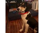 Adopt Slade a Beagle