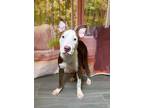 Adopt Triathlon a Pit Bull Terrier