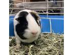 Adopt Siren a Guinea Pig