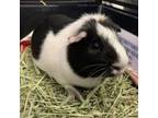 Adopt Mister a Guinea Pig