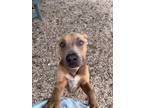 Adopt Vyron a Pit Bull Terrier