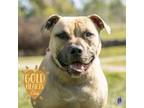 Adopt Gopher a Pit Bull Terrier, Mixed Breed