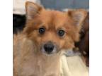 Adopt Filbert a Mixed Breed, Pomeranian