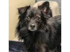 Adopt Yuka a Mixed Breed, Pomeranian