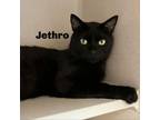 Adopt Jethro 240378 a Domestic Short Hair