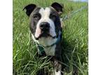 Adopt Bruce a Pit Bull Terrier